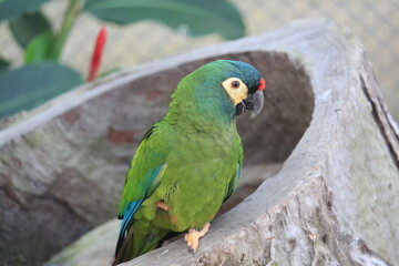 Red-bellied macaw inside a on Rio de Janeiro Zoo's aviary area