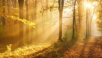 enchanting sun rays falling through the mist in a golden forest in autumn the beauty of nature in...