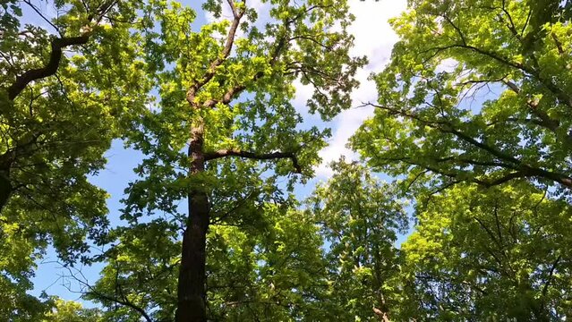 View of the canopy of deciduous trees with inflorescence. Leafy trees in bloom. Concept of spring nature and sunny flowering broadleaf trees