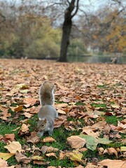 Ardilla come cacahuate, St. James's Park, London Londres