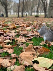Ardilla come cacahuate, St. James's Park, London Londres