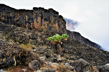 Dendrosenecio kilimanjari (family Asteraceae) observed on the slope of Mt. Kilimanjaro near...