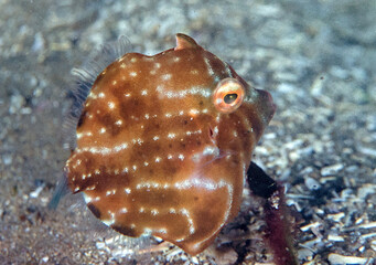 Underwater photo of mosaic leatherjacket fish. Film shot scan (24×36 мм). Film: Fuji colour, ISO 200.