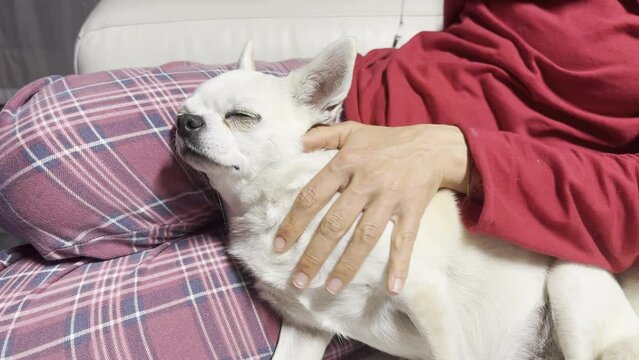 coccole sul divano al cane cagnolino amico uomo amore 