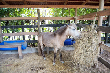 Pony in a stable. Pony hatchery.