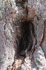 tree trunk with a trunk