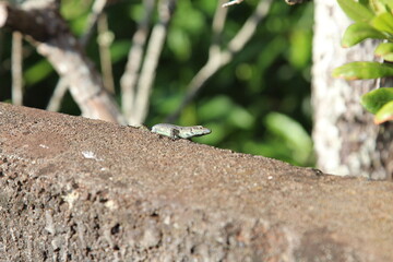 lizard on the rock