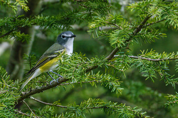 Blue Headed Vireo