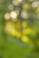 Obraz premium Blurred green leaves, bokeh effect