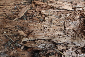Wooden texture with natural patterns, can be used as a background