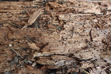 Wooden texture with natural patterns, can be used as a background