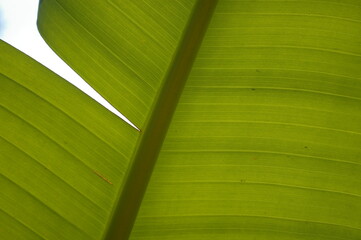 Hoja verde de planta con textura 