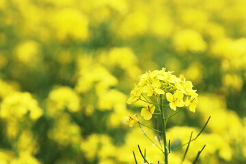春の風に揺る菜の花