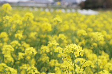 春の風に揺る菜の花