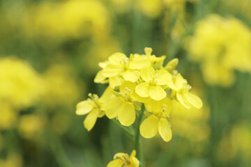 春の風に揺る菜の花