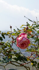 red rose on the water, Rose pink flower garden natural petal 