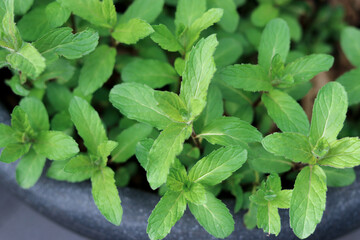 Close up of fresh green mint plants growing in a pot