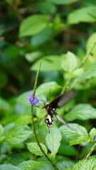 butterfly on a flower
