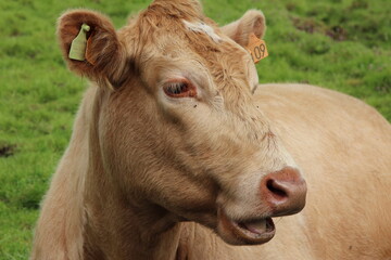 cow in a field