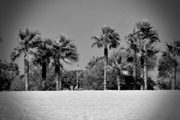 black and white photo  from a beach with palm trees in pineda de mar, spain, catalonia