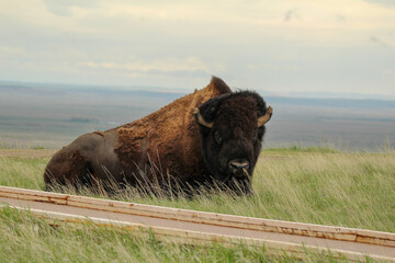 Bison in Badlands