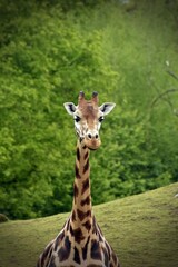 giraffe eating grass portrait