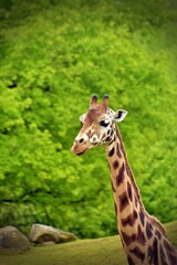 giraffe in the wild, portrait