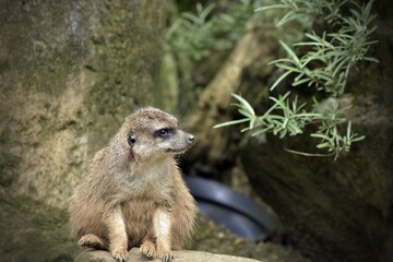 meerkat on the ground