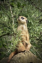 meerkat on the lookout