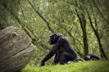 chimpanzee watching closely