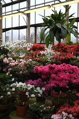 flowers in a greenhouse
