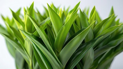 Obraz premium A beautiful photograph of a plant with long, green leaves
