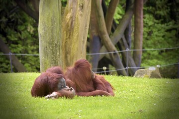 orangutans resting