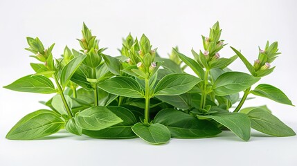 Obraz premium A beautiful studio photograph of a green leafy plant with small pink flowers on a white background