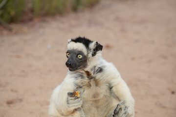 Verreaux's white sifaka with dark head Madagascar island fauna.