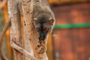 Cute brown lemur (Eulemur fulvus) with orange eyes.