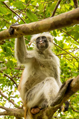 Zanzibar red king colobus closeup
