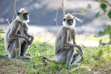 black faced grey langur monkey in Yala National Park, Sri Lanka