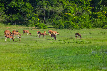 Sika or spotted deers herd in wood