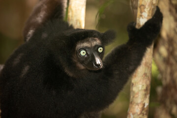 Lemur Indri indri, babakoto largest lemur from Madagascar