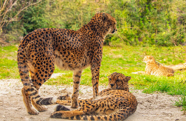 two cheetahs are resting nearby on the green grass, close up