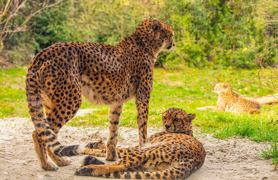 two cheetahs are resting nearby on the green grass, close up