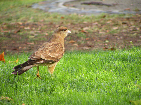 Chimango on the grass, also called Tiuque, native to South America