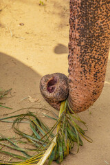 Asian Elephant skin texture abstract background