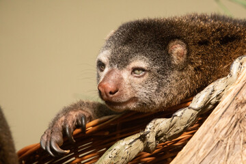 cute wild bear cuscus aulirops ursinus arboreal against blure background.