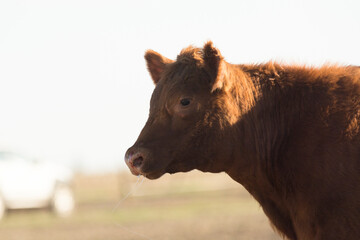 Fototapeta premium Bovino
