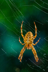European garden spider, diadem orangie, cross spider