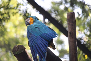 Blue and yellow macaws inside a on Rio de Janeiro Zoo's aviary 
