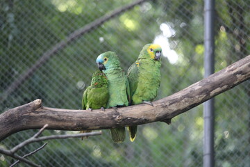 Blue fronted amazon inside a on Rio de Janeiro Zoo's aviary with other birds