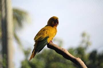 Golden parakeet inside a on Rio de Janeiro Zoo's aviary area